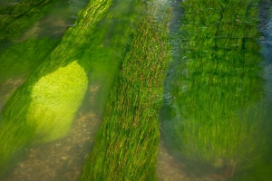 Eau