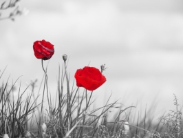 Couleurs
