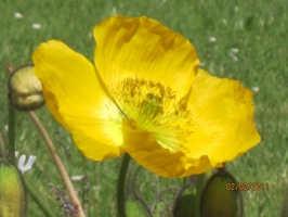 Couleurs