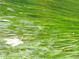 Eau