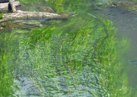 Eau