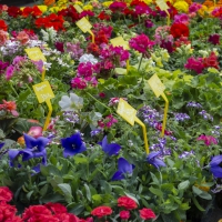 Couleurs