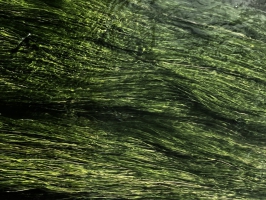 Eau