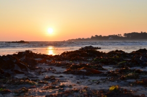 Nature Île d'Yeu