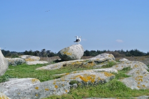 Nature Île d'Yeu