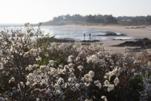 Nature Île d'Yeu (JACQUES TORKHANI)