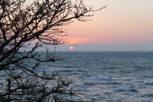 Nature Île d'Yeu (MANON)