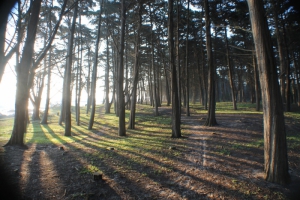 Nature Île d'Yeu (MANON)