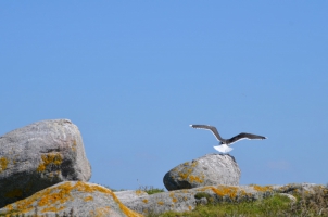 Nature Île d'Yeu (LE MOEL BEGUET CAZIER)