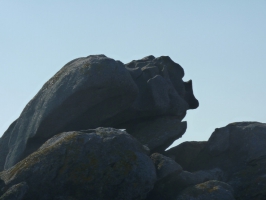 Nature Île d'Yeu (PICQUENOT)