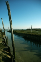 Ostréiculture (MARIN BODIN)